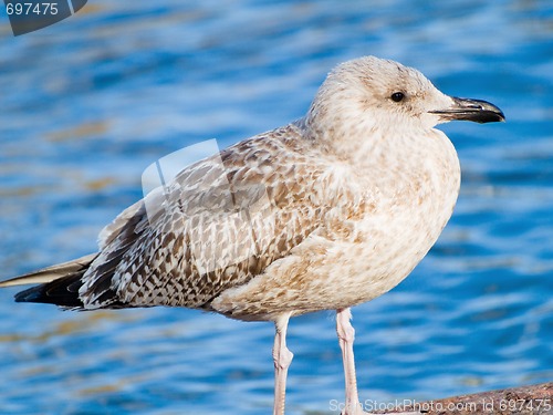 Image of Young Seagull