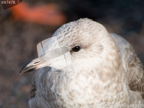 Image of Young Seagull