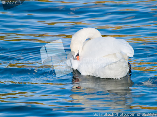Image of Swan Cleaning