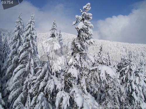 Image of winter forest