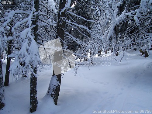 Image of White forest