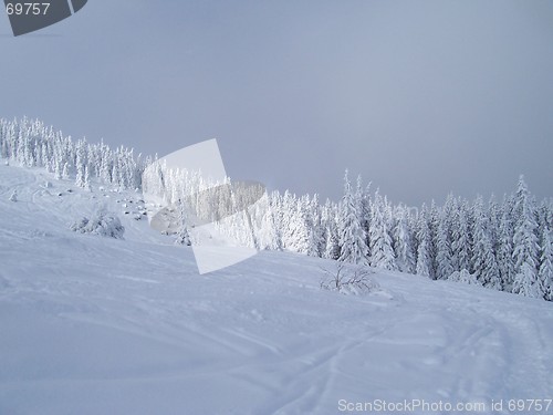 Image of White forest