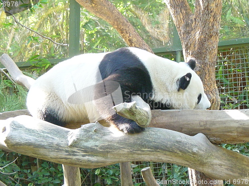 Image of Panda At San Diego Zoo