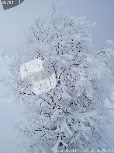 Image of Frozen tree