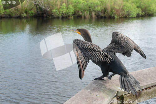 Image of Take Off, Everglades, Florida, January 2007