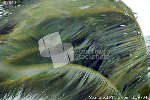 Image of Palms in the Storm, Islamorada, Florida, January 2007