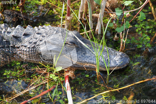 Image of Sleeping Crocodile, Everglades, Florida