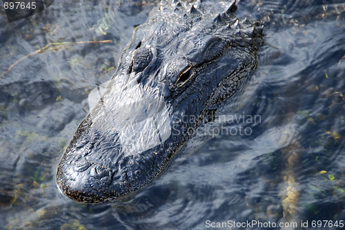 Image of Sleeping Crocodile, Everglades, Florida