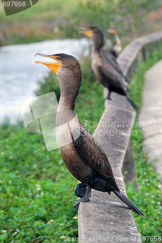 Image of Birds asking for food, Everglades, Florida, January 2007