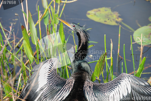 Image of Worried Bird, Florida, January 2007