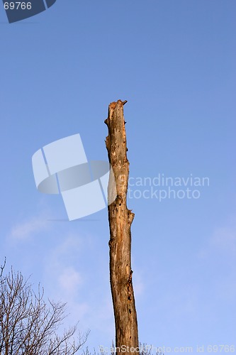 Image of tree