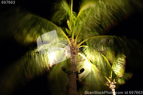 Image of Palm in the Wind, Islamorada, Florida, January 2007
