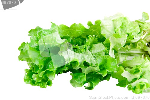 Image of Green Lettuce