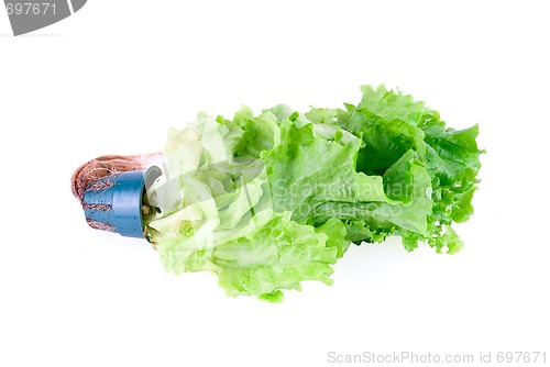 Image of Green Lettuce