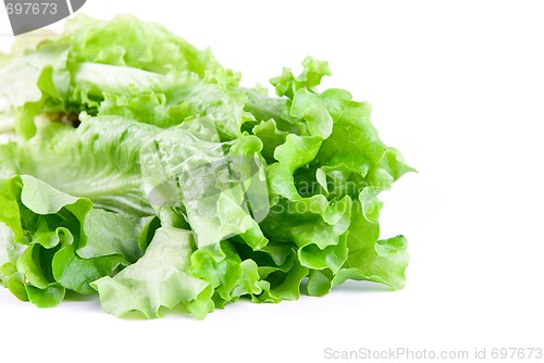 Image of Close-up of Green Lettuce