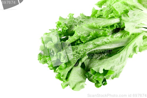 Image of Close-up of Green Lettuce
