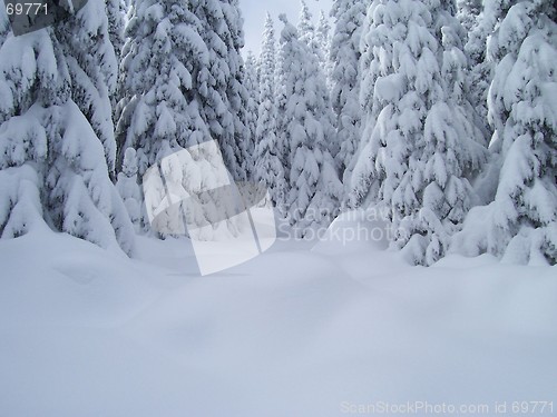 Image of White trees 2