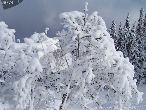 Image of white trees