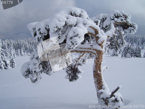 Image of Frozen tree
