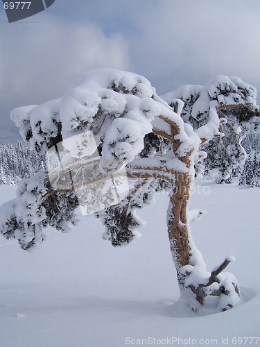 Image of Frozen tree