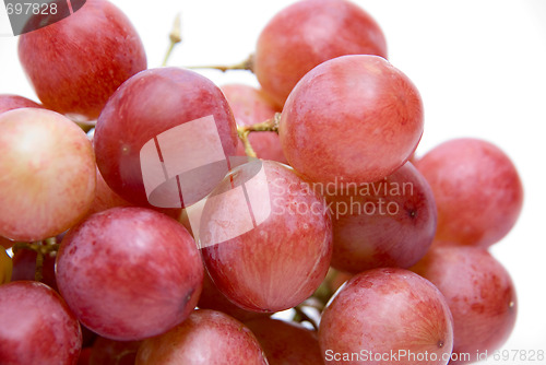 Image of Close-up of Pink grape cluster