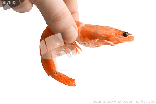 Image of Shrimp