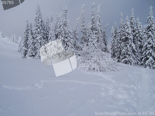 Image of Trees during winter