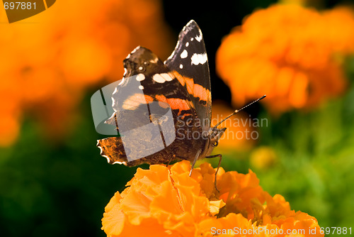 Image of Bright autumn butterfly