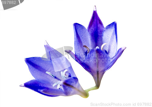 Image of two blue brodiaea flowers