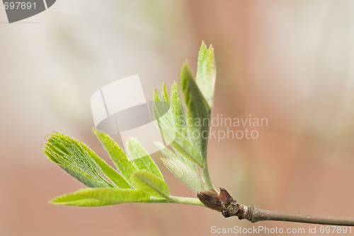 Image of open green tree hands