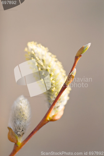 Image of single Pussy Willow branch with catkins