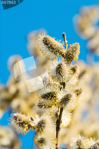 Image of Pussy Willow branch with catkins