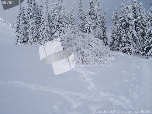 Image of White trees