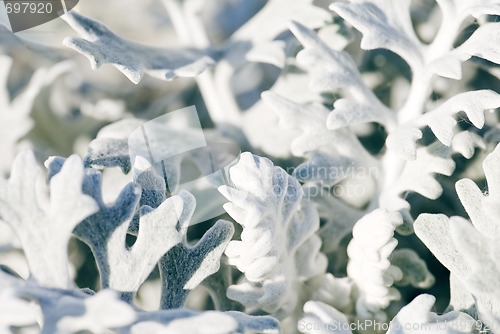Image of Silver dust plant background