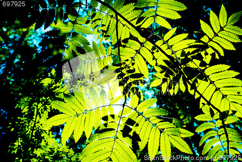 Image of Deep summer foliage
