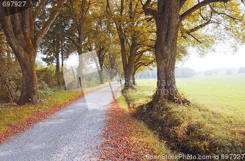 Image of autumn nature