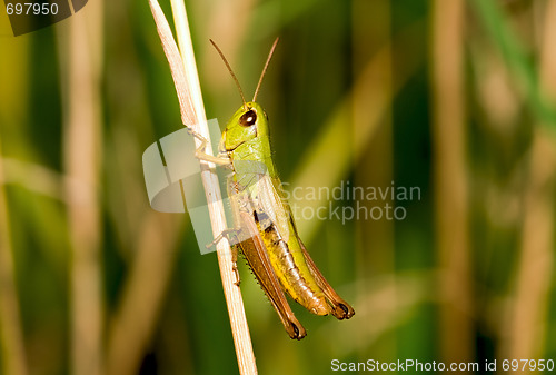 Image of Considerable grasshopper