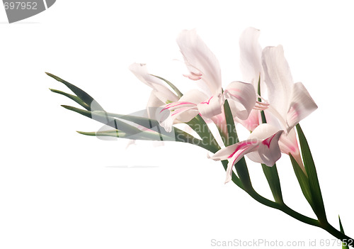 Image of Delicate white gladioluses