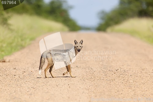 Image of Side Striped Jackal