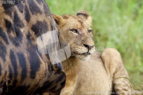 Image of Lioness Feeding