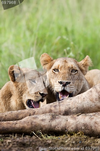 Image of Lions Feeding