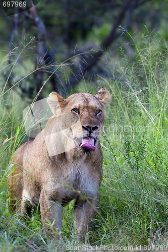 Image of Lioness Yawn