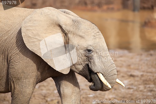 Image of Young Elephant