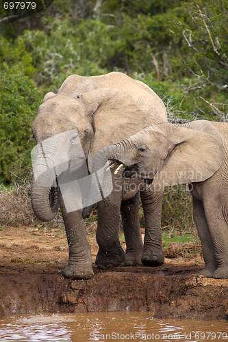 Image of Thirsty Elephants