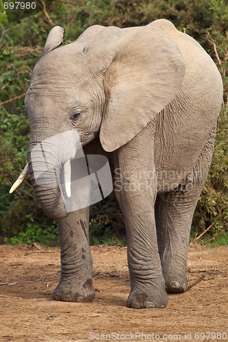 Image of Elephant Portrait