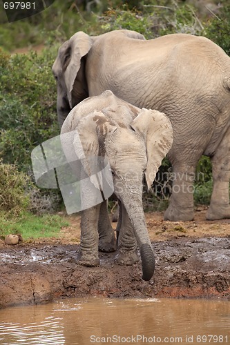 Image of Thirsty Baby Elephant