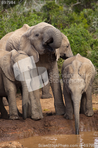 Image of Elephant Family