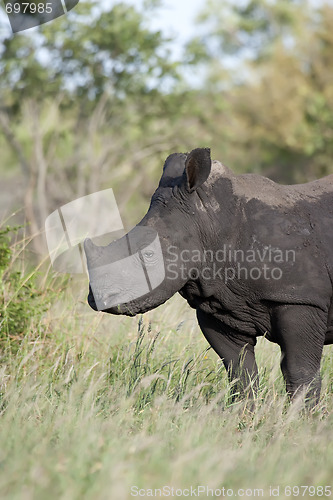 Image of Rhino baby feeding