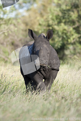 Image of Rhino Baby Feeding