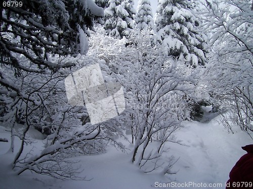 Image of Frozen trees